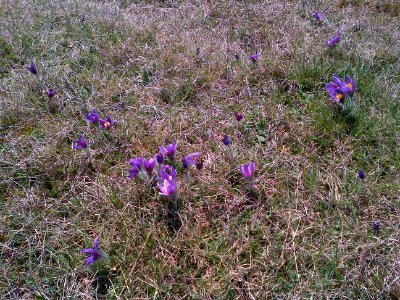 Pasqueflowers on Church Hill, Therfield Heath