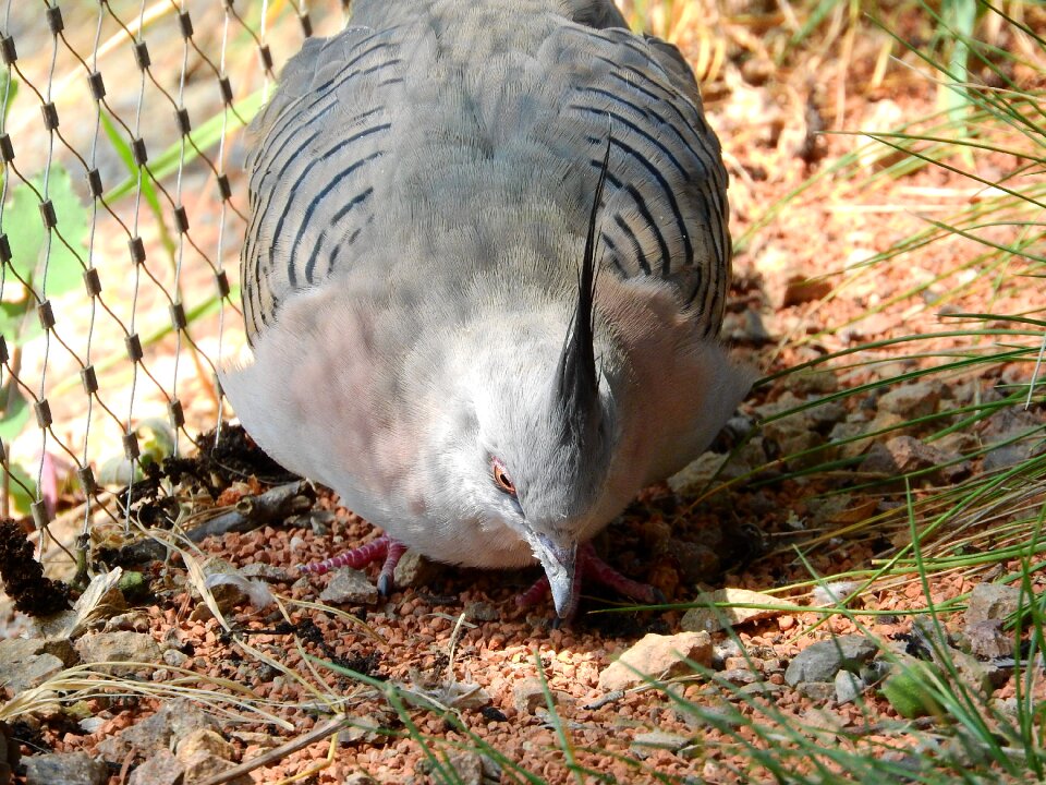 Australian pigeon the prague zoo a bird picking up food