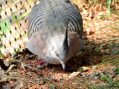 Australian pigeon the prague zoo a bird picking up food