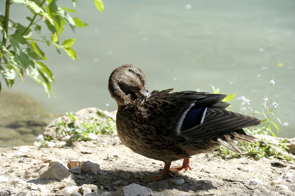 Duck duck bird nature