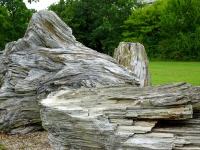 Partly silicified mammoth tree stumps