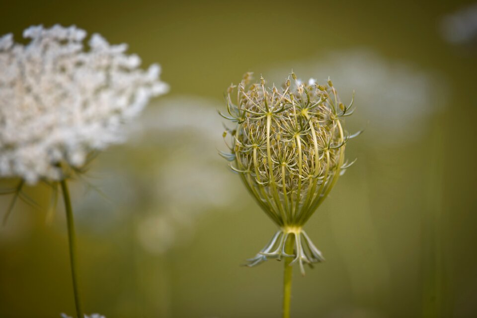 Grassland plants wild plant daucus carota