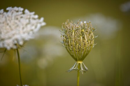 Grassland plants wild plant daucus carota photo