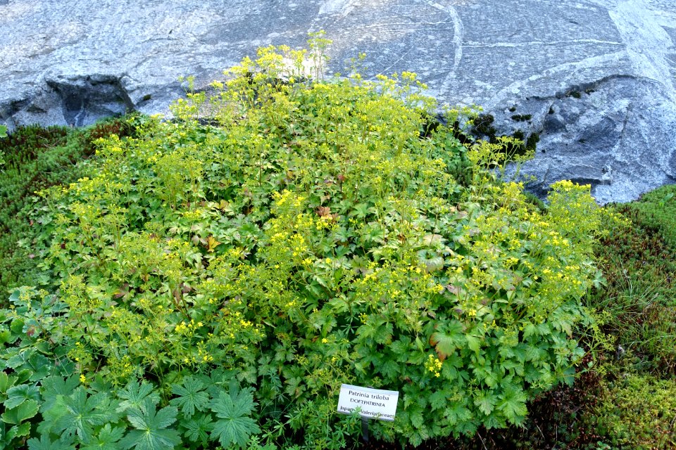 Patrinia triloba - Bergianska trädgården - Stockholm, Sweden - DSC00515