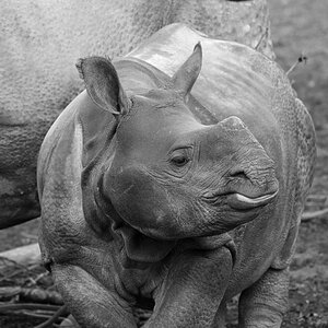 Baby rhinoceros calf mammal photo
