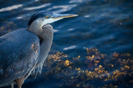 Nature plumage water photo