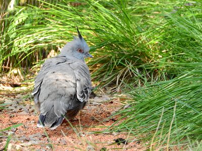 Australian pigeon the prague zoo a bird in the grass