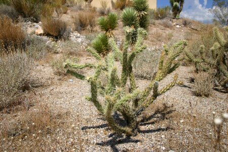 Desert plant southwest