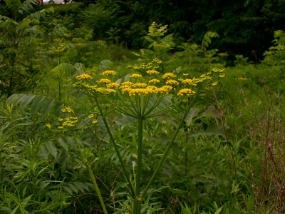 Pastinaca sativa 2014-06-09 Schenley Park 03