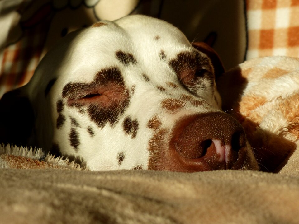 Chill out dog head dog breed