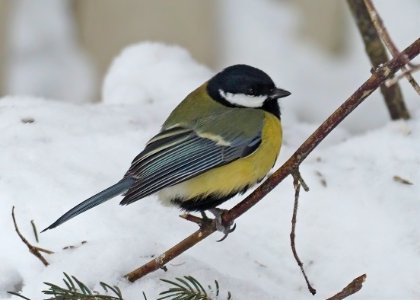 Parus major Oulu Finland 2021-02-14