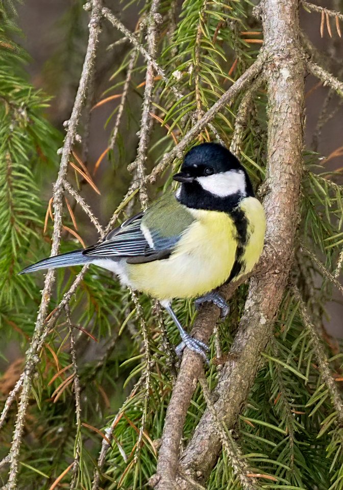 Parus major Oulu Finland 2019-02-16