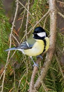 Parus major Oulu Finland 2019-02-16