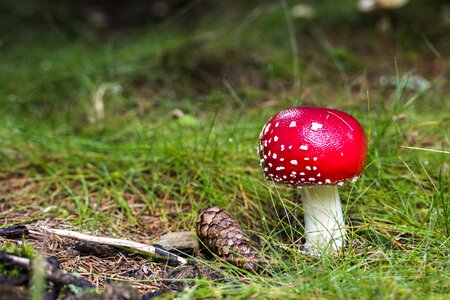 Mushroom nature meadow