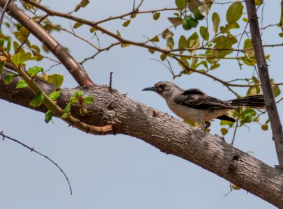 Parulata de las Guevaras