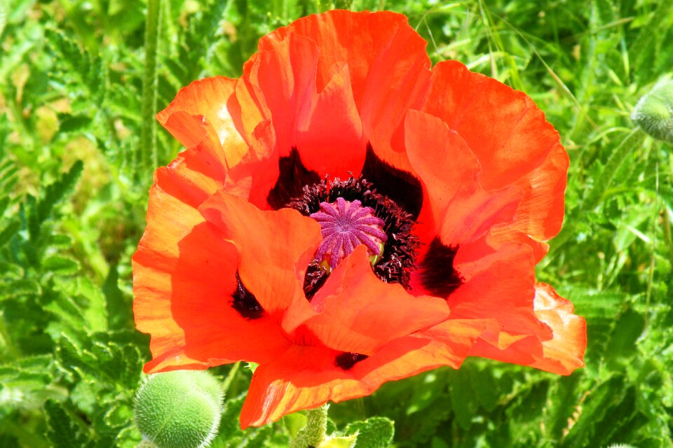 Red poppy spring