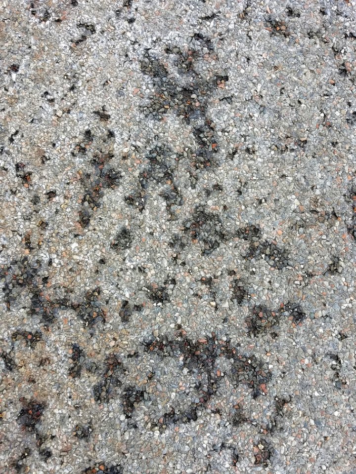 Pavement 9 - Arlington, MA