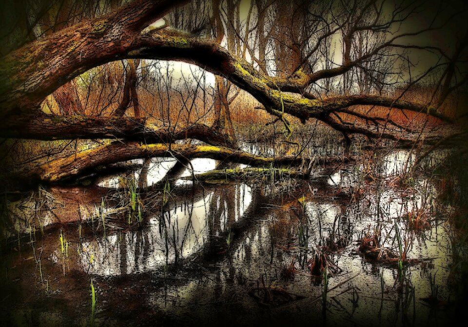 Trees lake landscape