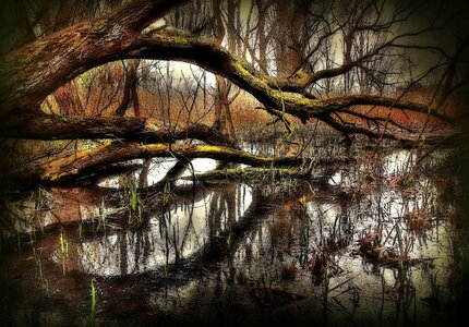 Trees lake landscape photo