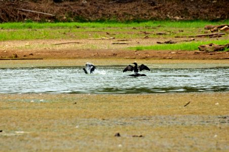 Pato pescando en burro negro2