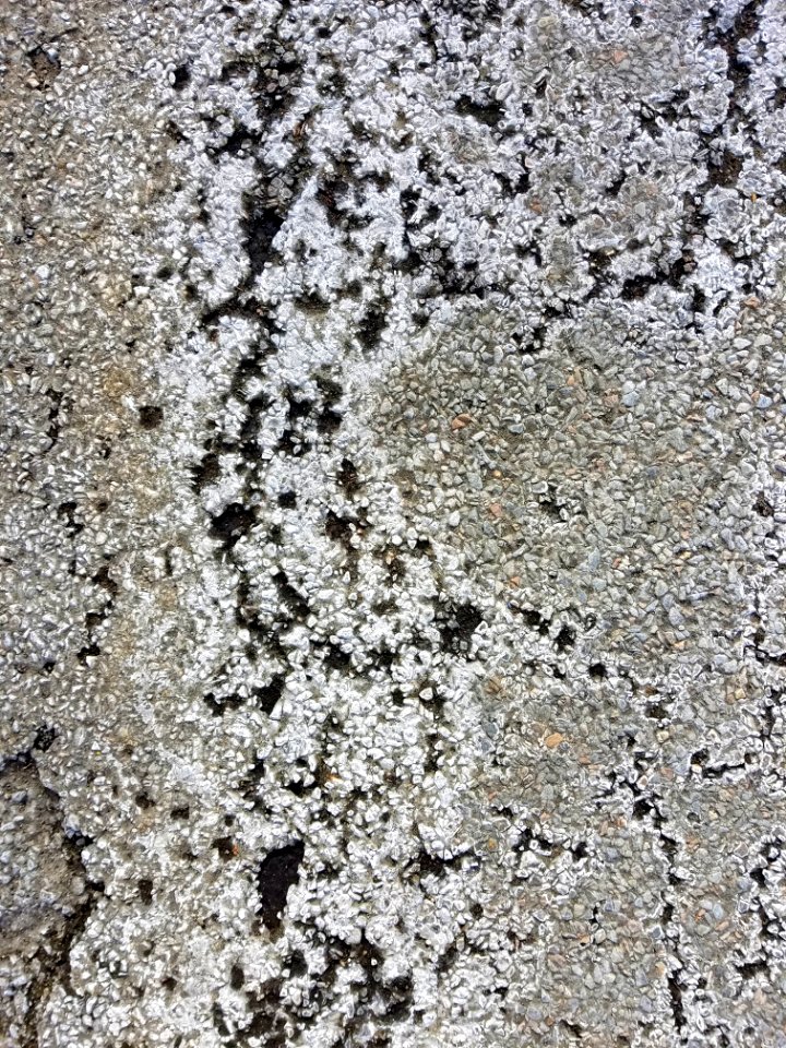 Pavement 11 - Arlington, MA - 20210213 103518