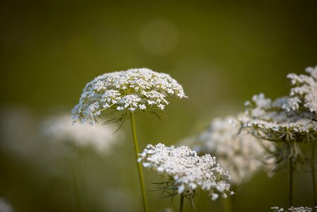 Grassland plants wild plant daucus carota photo