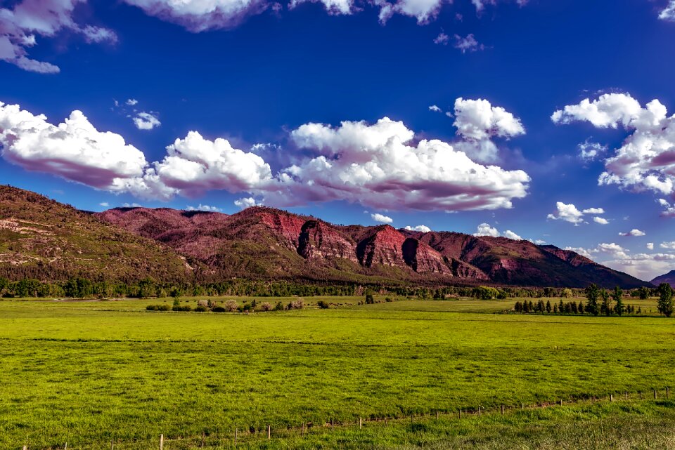 Meadow pastoral cattle