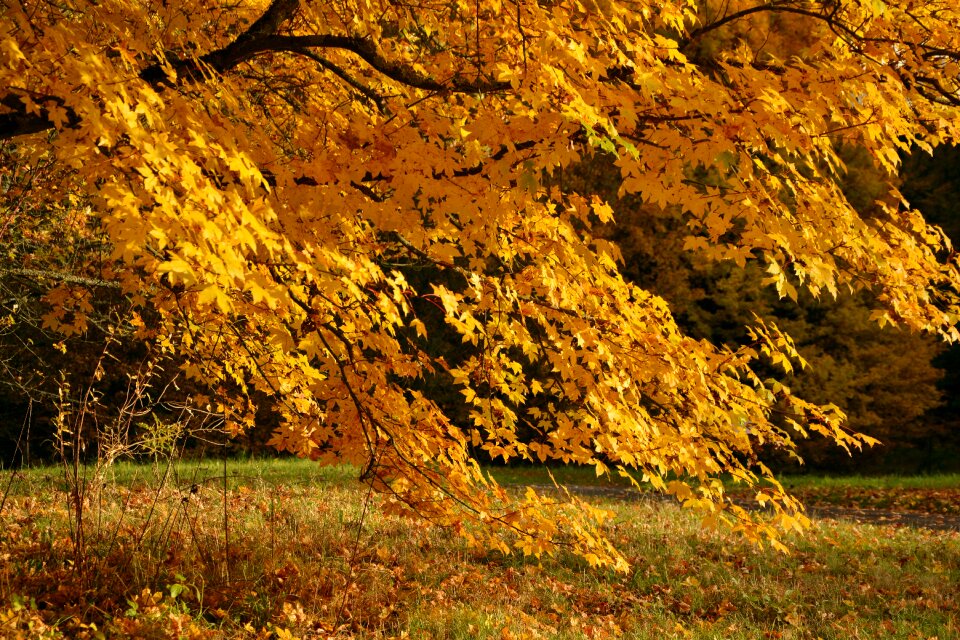 Farbenpracht fall color golden