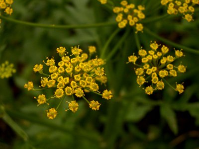 Pastinaca sativa 2014-06-09 Schenley Park 01