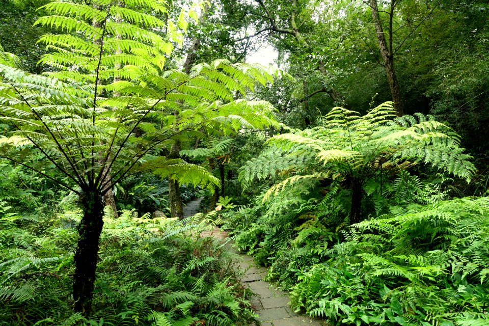 Pathway - Chengdu Botanical Garden - Chengdu, China - DSC03257