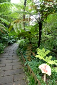 Pathway - Chengdu Botanical Garden - Chengdu, China - DSC03250