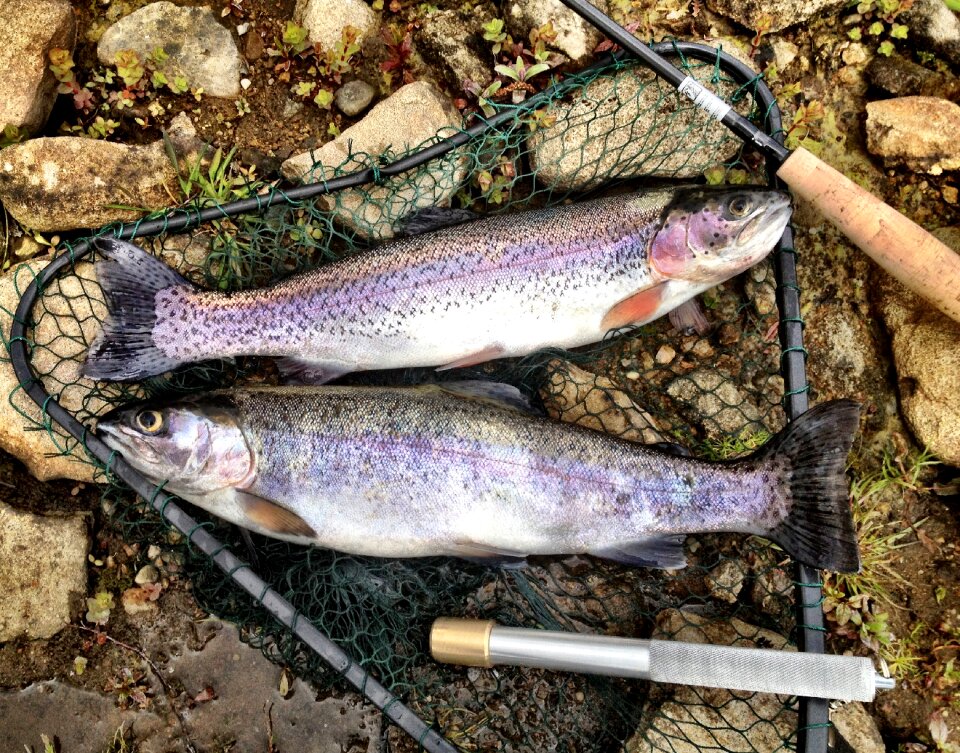 Fishing freshwater food