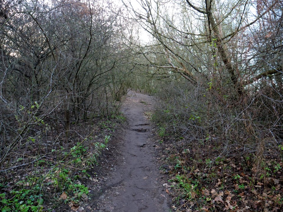 Path at Drachenberg on 2019-12-18 08