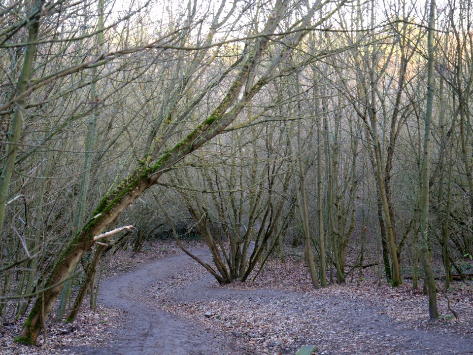 Path at Drachenberg on 2019-12-18 05