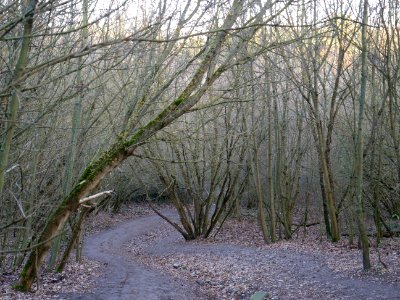 Path at Drachenberg on 2019-12-18 05