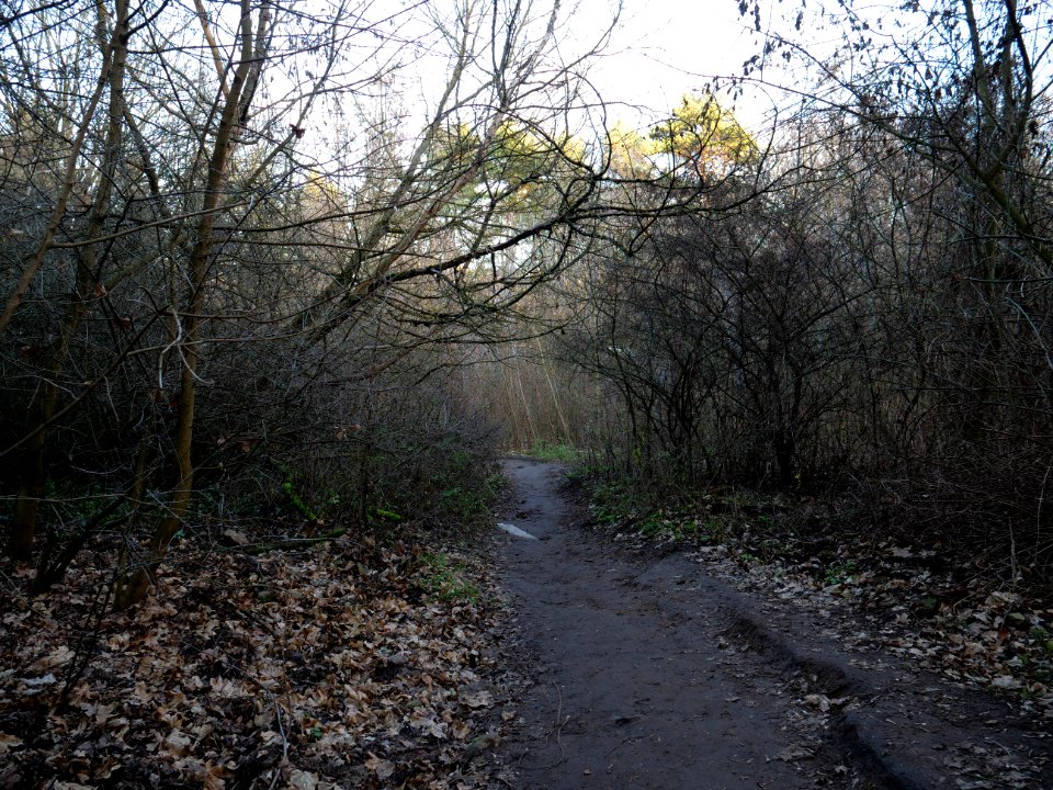 Path at Drachenberg on 2019-12-18 07