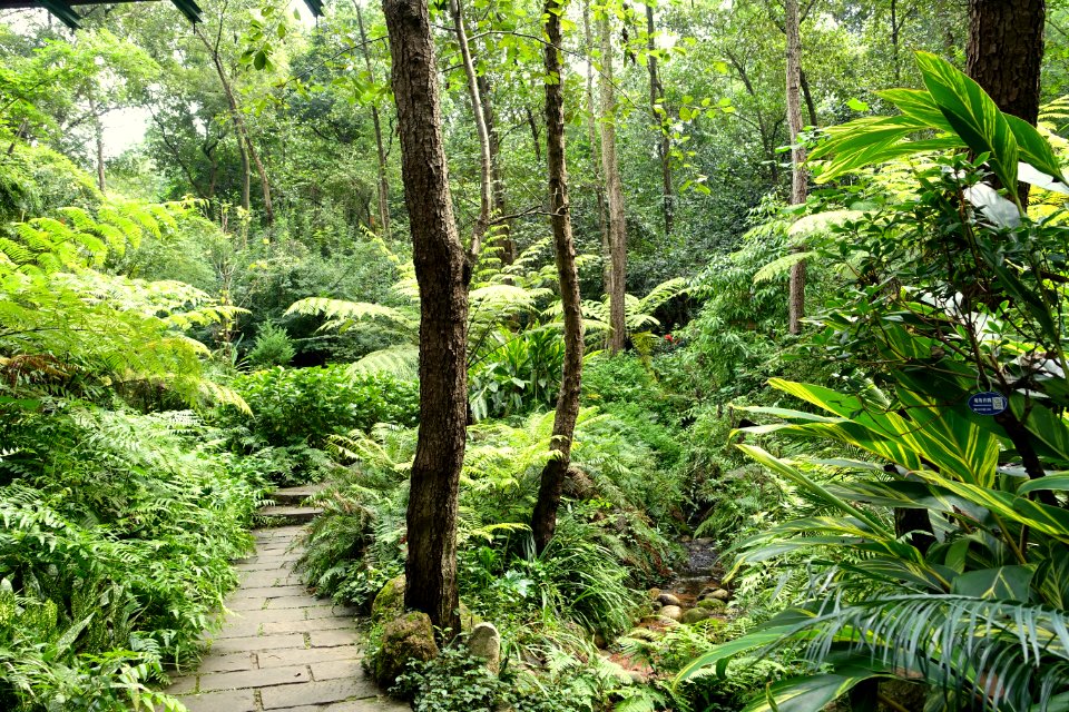 Pathway - Chengdu Botanical Garden - Chengdu, China - DSC03243