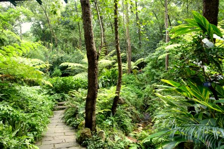 Pathway - Chengdu Botanical Garden - Chengdu, China - DSC03243