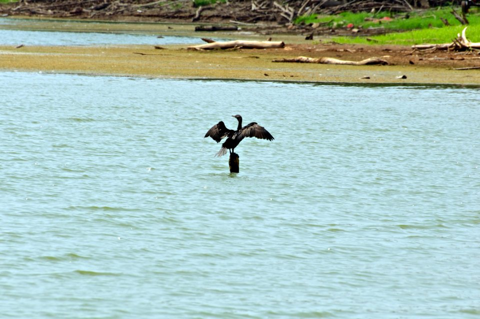 Pato pescando en burro negro