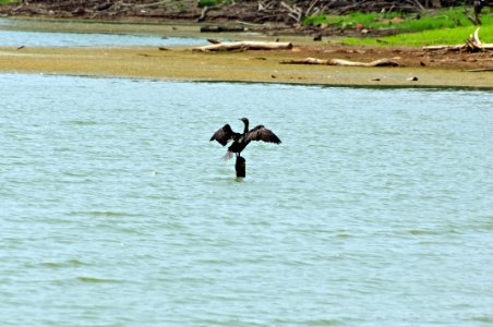 Pato pescando en burro negro