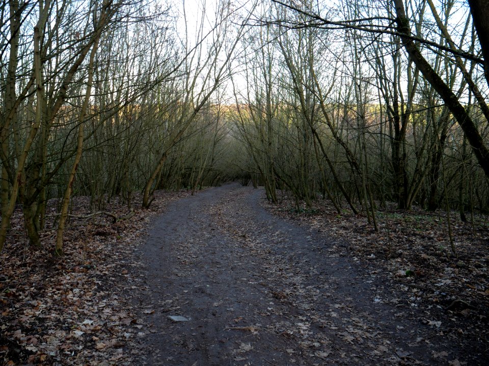 Path at Drachenberg on 2019-12-18 03