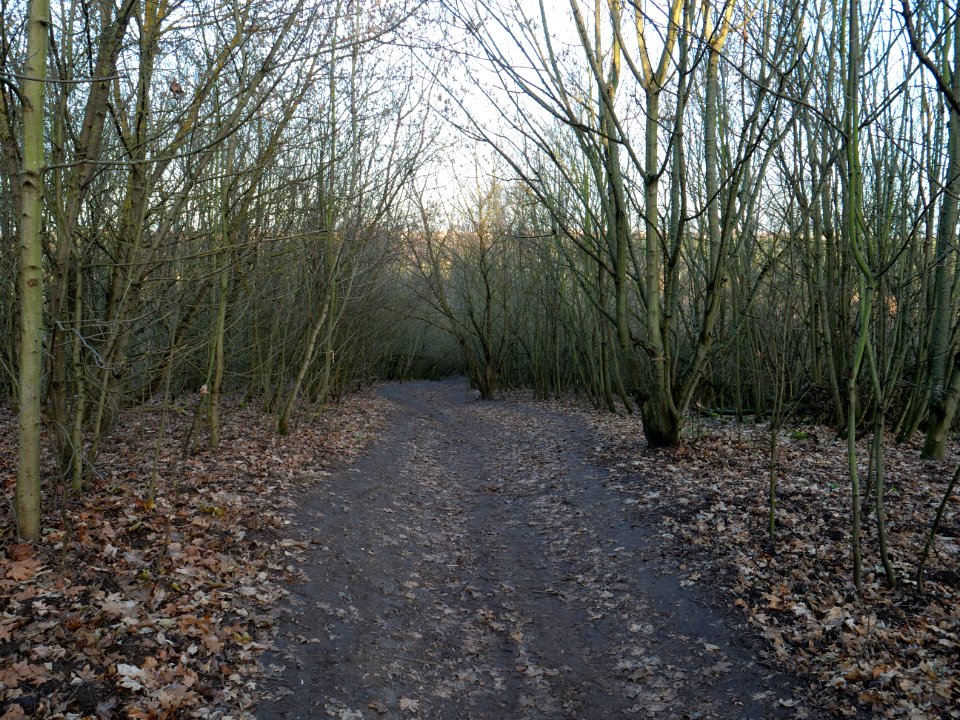 Path at Drachenberg on 2019-12-18 01