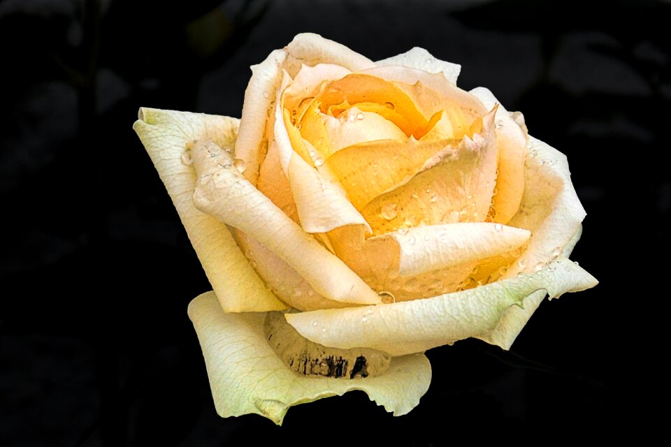 Bloom floribunda garden