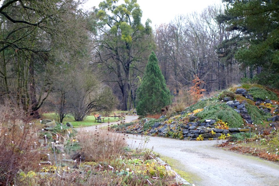 Pathway - Botanischer Garten, Dresden, Germany - DSC08655