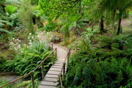 Pathway - Glendurgan Garden - Cornwall, England - DSC01918
