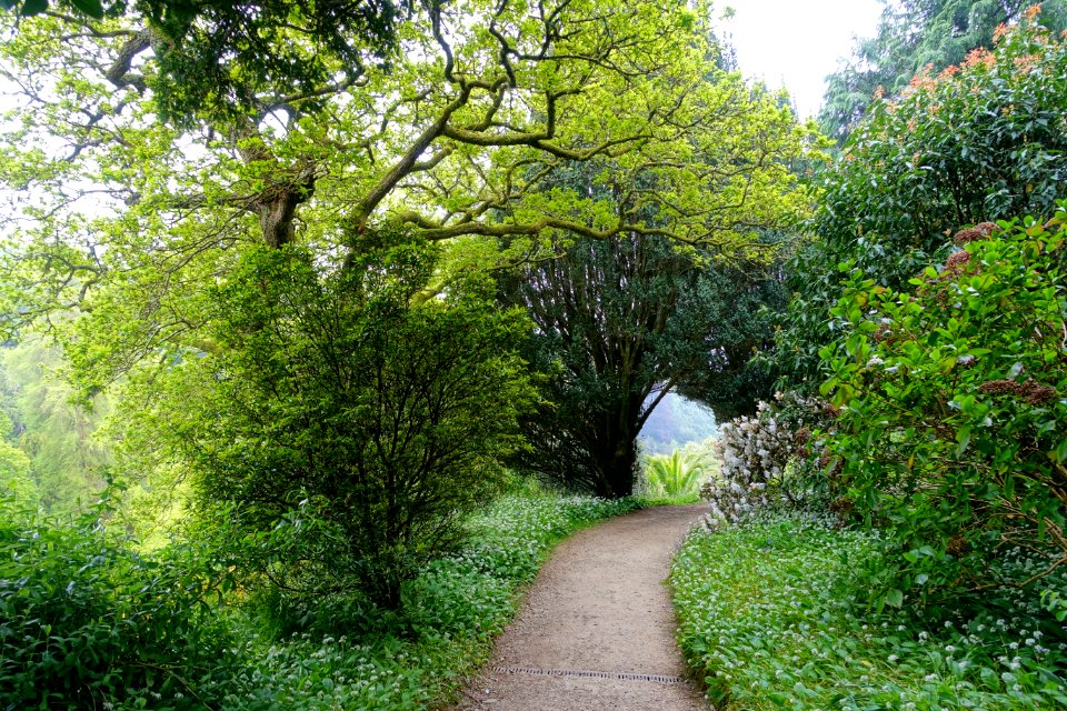 Pathway - Glendurgan Garden - Cornwall, England - DSC01968