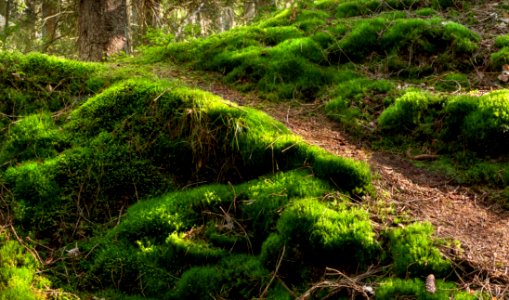 Path through moss into Gullmarsskogen ravine