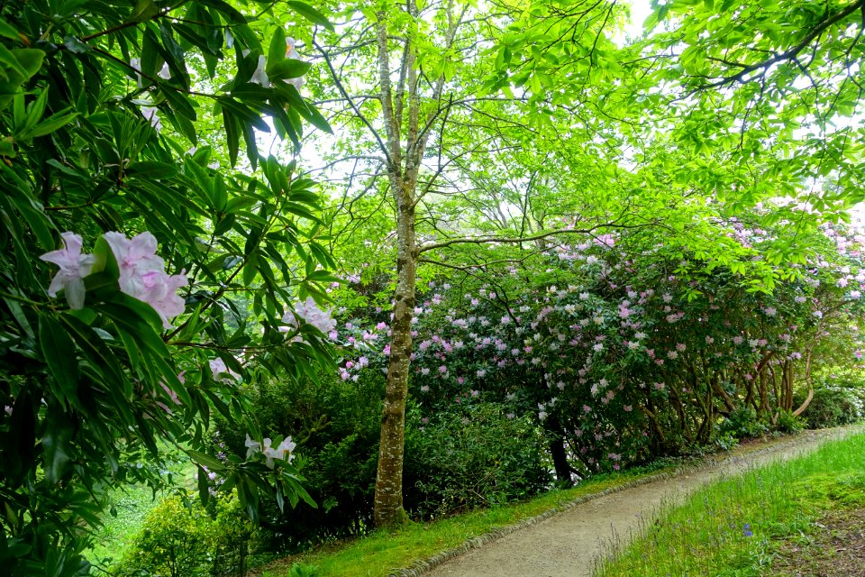 Pathway - Glendurgan Garden - Cornwall, England - DSC02000