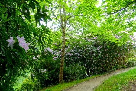 Pathway - Glendurgan Garden - Cornwall, England - DSC02000