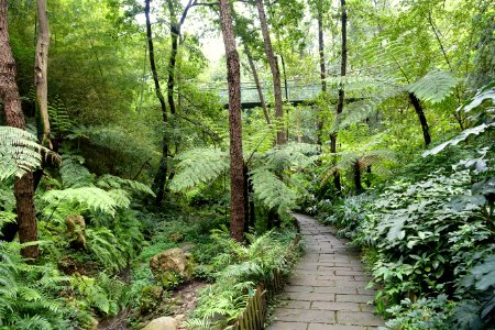 Pathway with suspension bridge - Chengdu Botanical Garden - Chengdu, China - DSC03235
